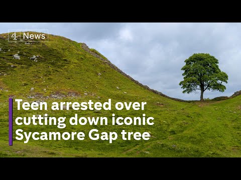 UK’s iconic Sycamore Gap tree cut down by ‘vandals’