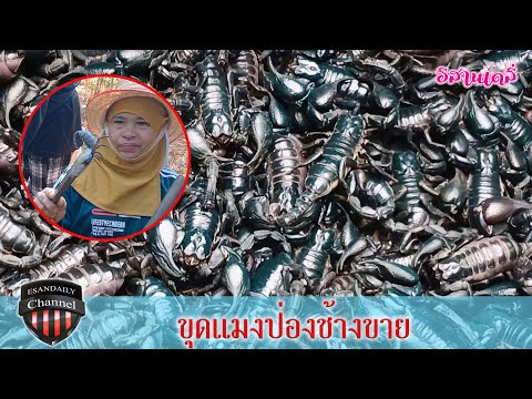 ชาวบ้านออกขุดแมงป่องช้างจับขาย