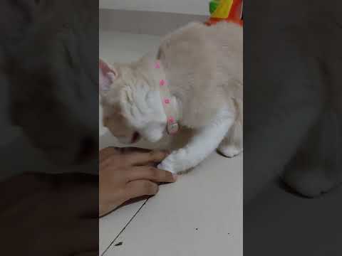 Mochi Funny Cat Videos #cat #funnycat