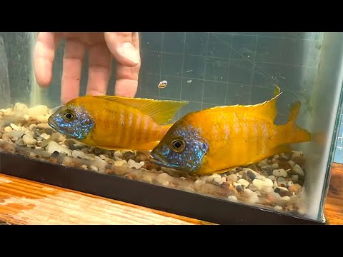 Sunshine Peacock Cichlid • BREEDER SELECTION Charles discusses scientific names while processing our Sunshine Peacock Cichlids. He talks about ug