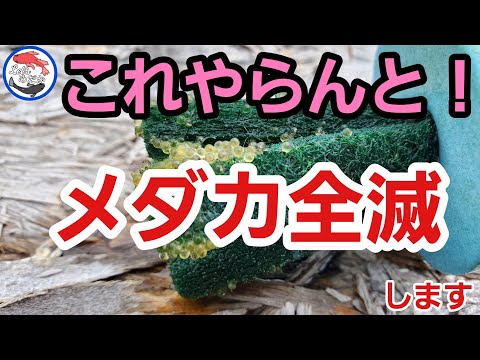 【メダカ初心者必見】確実に残すための卵の取り方＆失敗しない卵の取り方