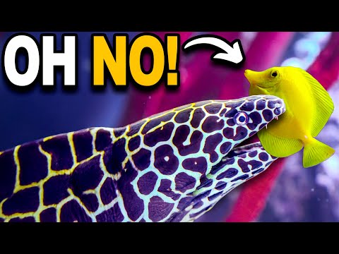 Tragedy!! While Putting New Fish In With My Giant  Get your LegaSea Aquarium Daily Admission Pre-Sale at https_//thereptarium.com/ under the visit tab 