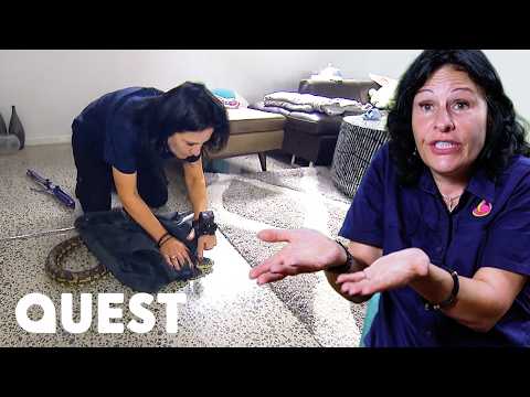 MASSIVE Python Invades Australian Living Room | Snake Catcher