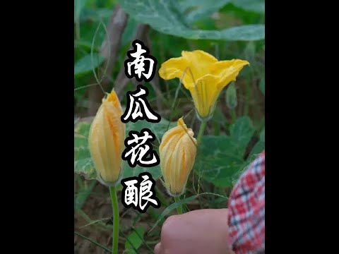在农村南瓜花也可以酿成可口的美食#抖音创作季 #新农人计划2025#向往的生活就这样 #农村生活 #乡村美食