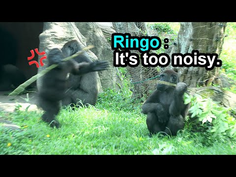 台北動物園のゴリラたちが見せるユニークな行動と微笑ましいシーン サムネイル
