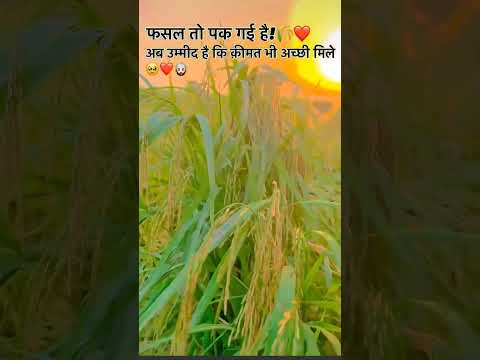 #youtube #shortvideo #trending #crop #cuting🌾🌄🌄