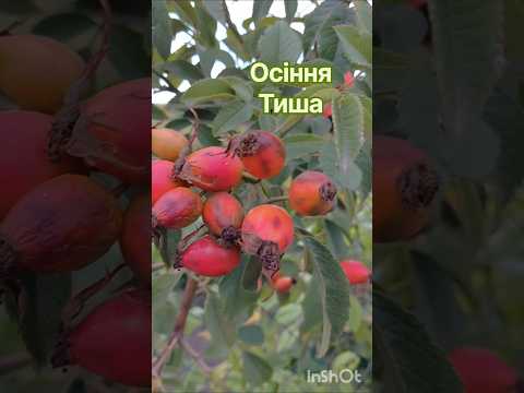 Просто хочеться тиші, хвилина релаксу без будь-яких слів 🍁💚#осінь
