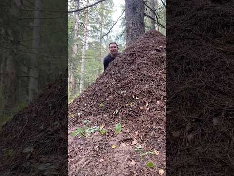 ЗНАЛИ, ЧТО ЕСТЬ ТАКИЕ БОЛЬШИЕ? 🐜 #дом #природа #лес #рек #топ