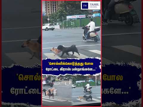 'சொல்லிக்கொடுத்தது போல ரோட்டை கிராஸ் பன்றாங்களே...' #China #Traffic #Trafficsignal #Dog #Dogs #Pets