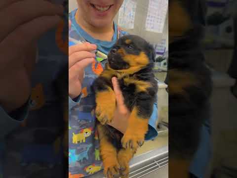 funnydogs#cute#doglover#doglife#cure#dogshorts#pet#doglife#dogshorts