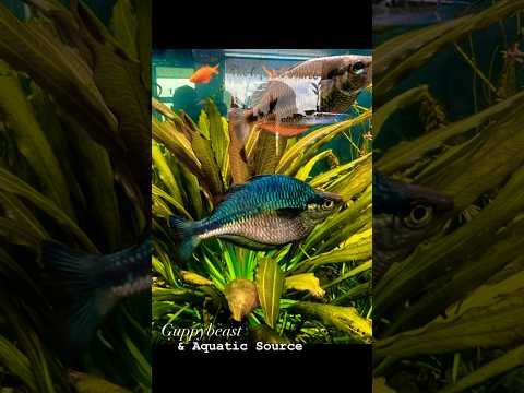 Planted rainbow fish tank @ the aquatic Source #fi 