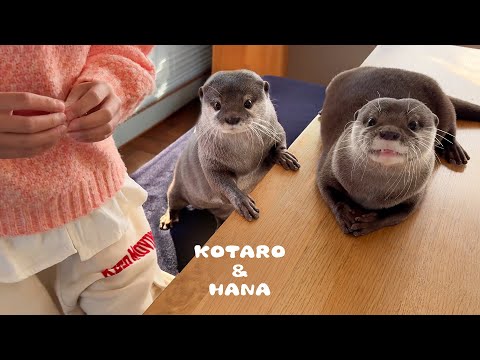 超元気な女の子がやってきてカワウソ達と大はしゃぎ！　Otters Meet a Girl Who’s Even More Hyper Than They Are