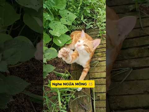 ÂM MƯU HẠ GỤC: TRÚNG KẾ ĐỘC, MÈO KHÓC RỐNG 🌚#meo#vutrudramameo#xuhuong#meme
