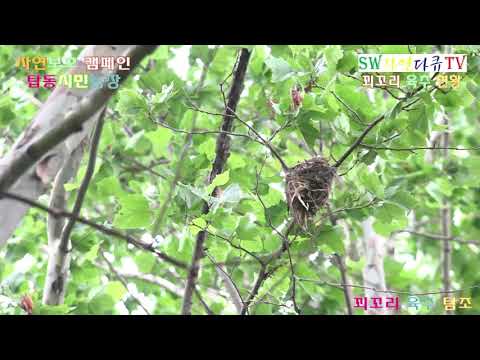 꾀꼬리육추현황 탐조_6부_탑동시민농장_촬영편집 영상감독 이상웅