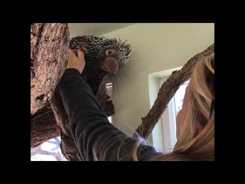 I Met Wilbur The Porcupine At Out Of Africa Wildlife Park