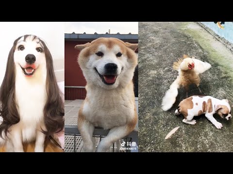 Funny Animals Try Not to Laugh | Funny animals 2020 memes compilation | Top 10 animals funny videos