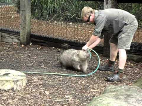 Kiedy wombat ma ochotę na pieszczoty, trzeba mu ich dostarczyć - natychmiast!