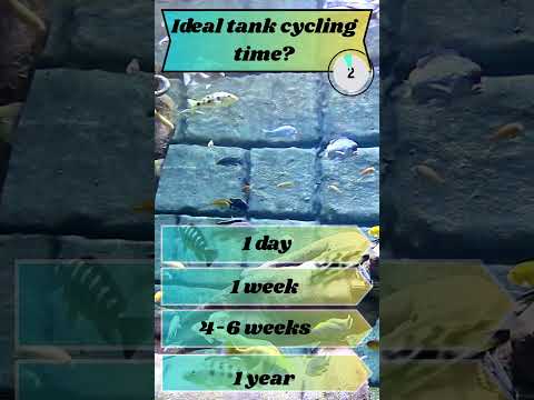 Fishkeeping Trivia Time! 🐡 Channel Sponsor Buceplant - http_//tinyurl.com/3fu6xckd They have an amazing selection of plant
