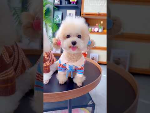 Cute dog. #shortsshorts #viralshort #viralvideo #funydog1010 #poodle #cutepuppy #usadogs #funny #dog