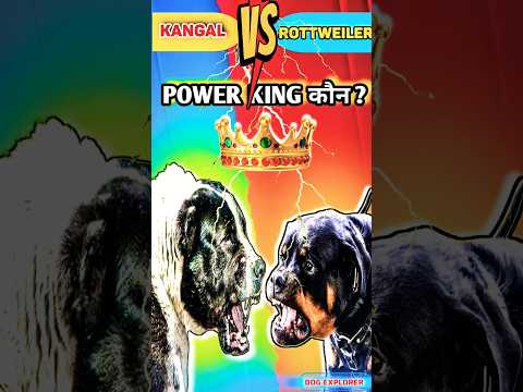 Rottweiler VS Kangal 🔥 Power King कौन ?||#rottweiler #kangal #dogshorts
