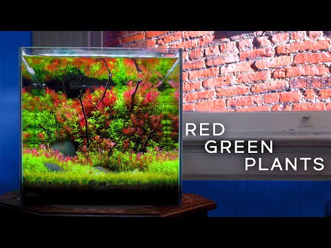 RED & GREEN PLANTS_ Make An Aquascape POP! Combining Red and Green stems can create a striking aesthetic!

Support me on Patreon_ https_//www.p