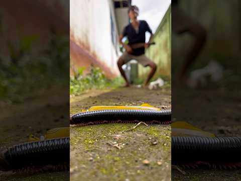 Smart move or total disaster? You decide!#shortvideo#millipedes