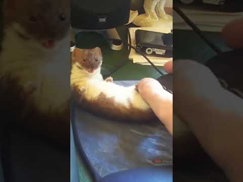 Ozzy the Weasel wrestling The Man