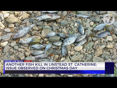 Another Fish Kill in Linstead St. Catherine; Issue Observed on Christmas Day | TVJ News