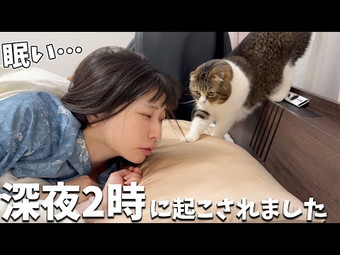 【悲報】休日なのに深夜2時に猫に叩き起こされました…