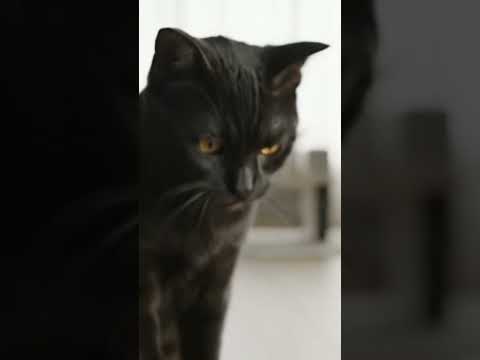 Cute cat dancing video 😍😻 #cat #dog #dogdance #catdance #hen dance #cartoon #গরু #বিড়াল #COW #babu