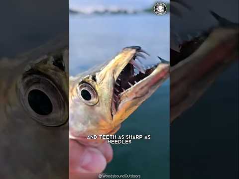 Introducing the Hairtail Fish 