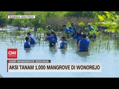 Aksi Tanam 1.000 Mangrove di Wonorejo