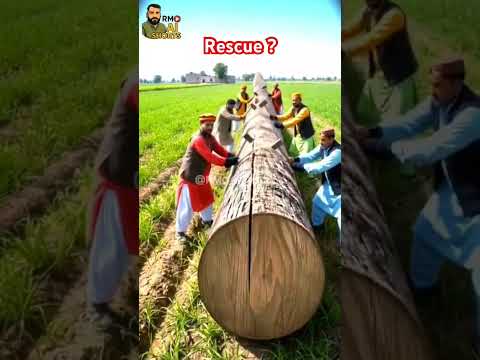 rescue butterfiy from giant log #animals #funny #shortvideo #shorts #wildliferescue #youtubeshorts