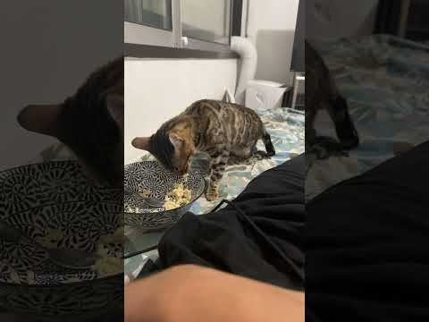 Test d’obéissance avec la meuf de voltaire 🤣🤣