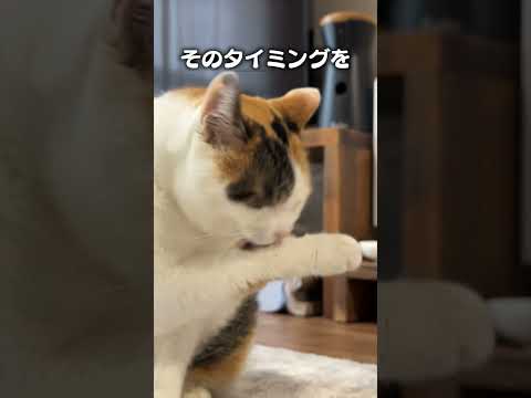 毛繕いリズムを楽しむ猫の可愛い歌と解説 サムネイル