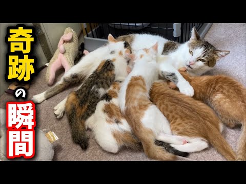 猫の動画サムネイル - 孫猫5匹全員に授乳する婆ちゃん猫の奇跡の瞬間を捉えました