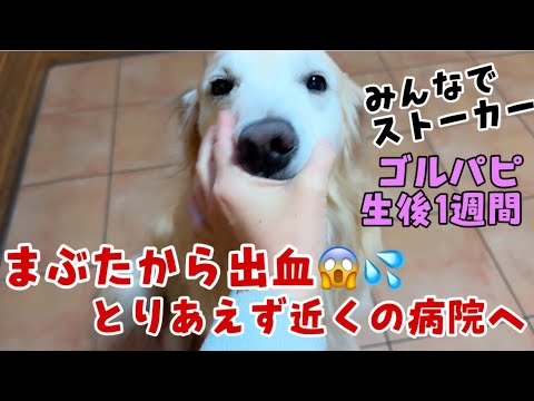 【生後1週間】ぺーの瞼から出血したので病院へ行きました【みんなでストーカー】