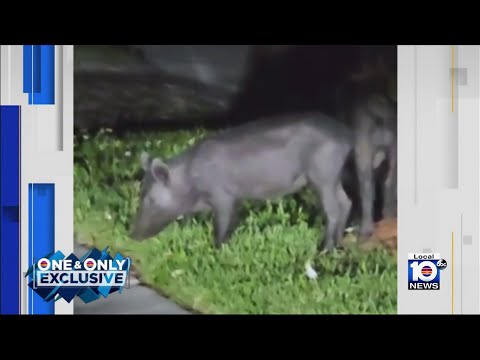 South Florida residents alarmed by wild hog invasion