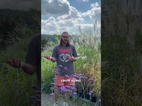 Міскантуси для вашого саду #ландшафтнийдизайн #андрійкаранда #сад #garden #рослиниукраїна #рослини