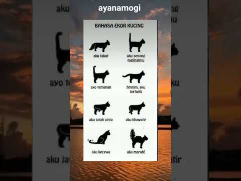 #memes #funny #shorts #fypシ゚viral