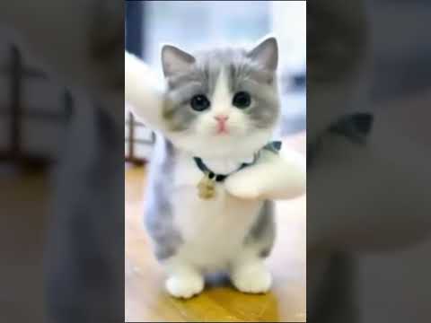 kucing menari nari#cat #trending