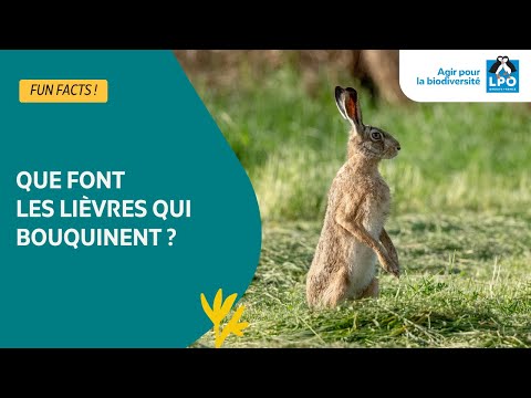 Que font les lièvres qui bouquinent ? - #funfacts
