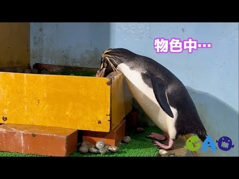 泥棒をよく見る季節です【キタイワトビペンギン】