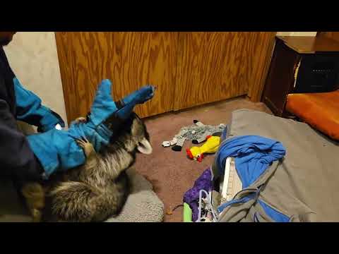 Tigger The Raccoon Sneak Attack ❤️🦝