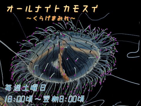 猫の動画サムネイル - オールナイトカモスイ　～くらげまみれ～ #212　キタカミクラゲ