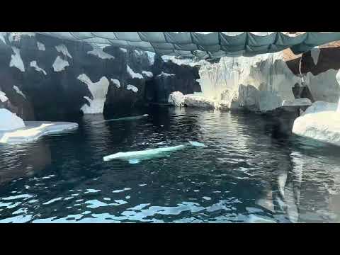 SeaWorld San Diego, Beluga Encounter through the windows