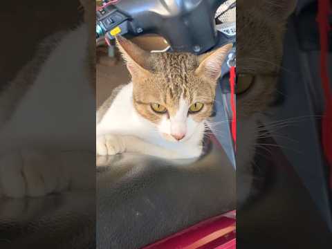 #cat #cats #cute #catvideos #catshorts #catai #ai #funny #love #pets #lovely #shorts #shortvideos