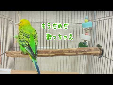 おしゃべりの途中で頭カキカキしたら話してた事ちょっと忘れちゃった【セキセイインコ】