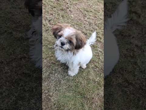 Oreo king🐕#shorts #minivlog #viral #pets #doglife #puppy #shihtzu#shortvideo#comedy #funny#uttrakhnd