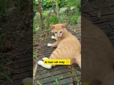 CHỌC MÈO ĐIÊN: CÁI KẾT CHẠY MẤT DÉP 😹#meo #vutrudramameo #haihuoc #xuhuong #viral